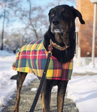 Fall Foliage Dog Coat