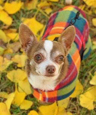 Fall Foliage Dog Coat
