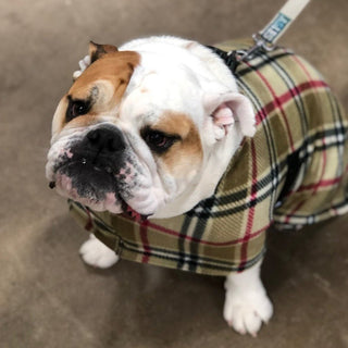 London Camel Plaid Fleece Dog Coat / Snug Pups | Little Hippie