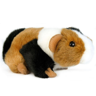 Gigi The Guinea Pig