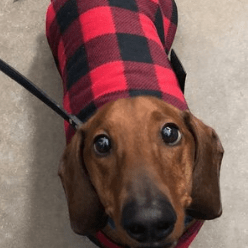Buffalo Plaid Dog Coat
