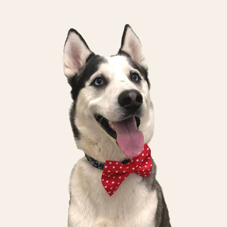 Valentine's Day Dog Bow Tie