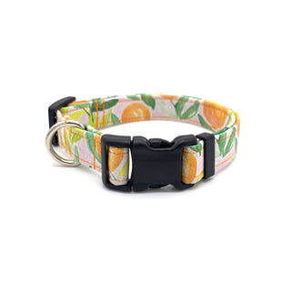 Water Color Orange Dog Collar