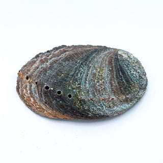 Green Abalone Shells
